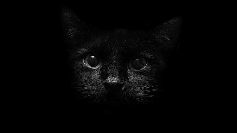 Black Cat With Black Background Cat, HD wallpaper