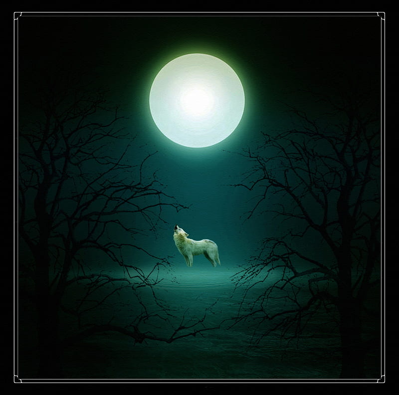 Prayer from the Ark, insnow, friendship, pack, dog, lobo, arctic, black, abstract, winter, timber, snow, wolf , wolfrunning, wolf, white, lone wolf, howling, wild animal black, howl, bonito, canine, wolf pack, solitude, gris, the pack, mythical, majestic, spirit, canis lupus, grey wolf, nature, wolves, HD wallpaper