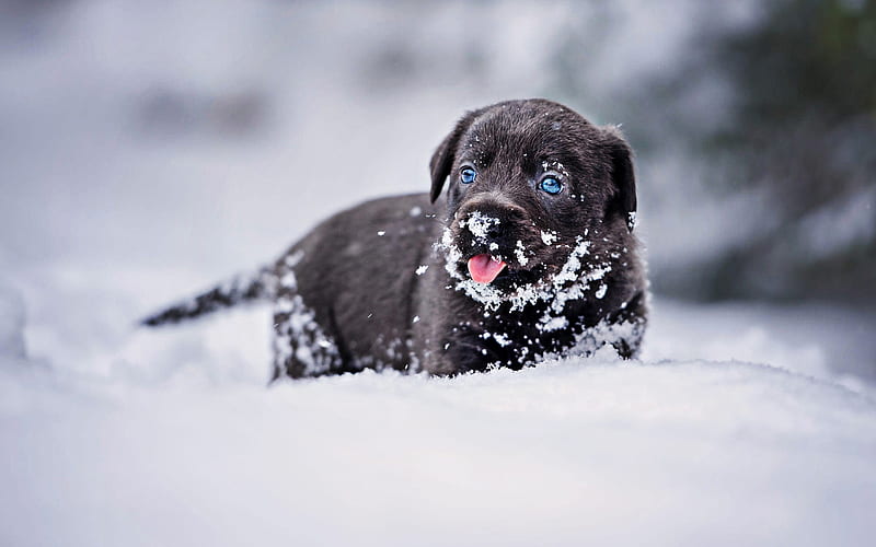 black labrador, winter, snowdrifts, retriever, pets, puppy with blue eyes, black dog, small labrador, cute animals, black retriever, labradors, HD wallpaper