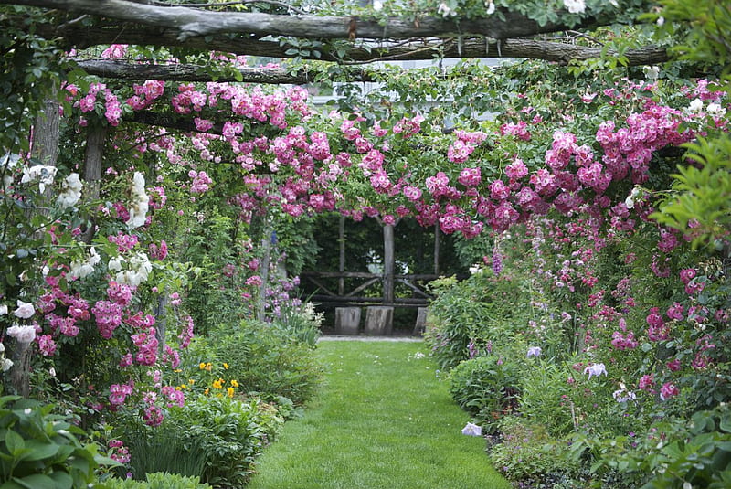 rose garden, garden, rose, arch, pergola, HD wallpaper