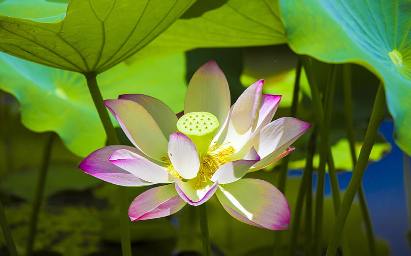 Summer sunshine pink lotus bloom closeup, HD wallpaper