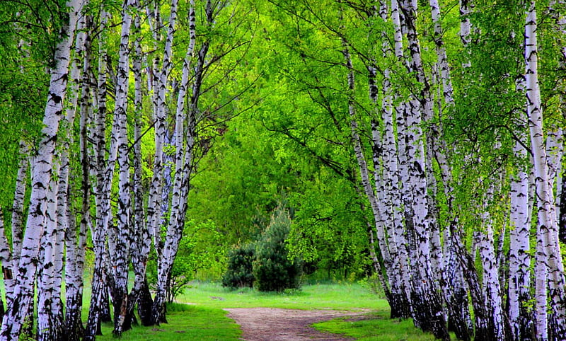 Birch Trees, forest, grass, birch, trees, green, dirt, path, nature, white, HD wallpaper