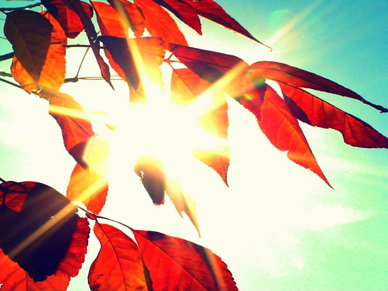 Sun Shining Through Fall Leaves, fall, pretty, autumn, leaves, sun, shining, nature, sky, HD wallpaper