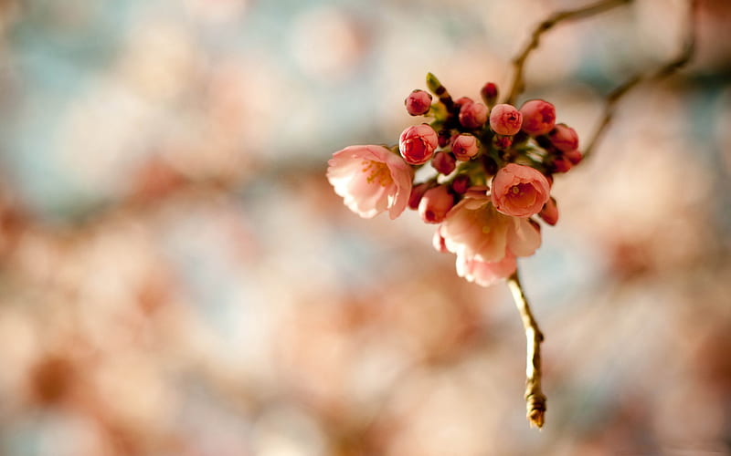 Beautiful Japanese cherry blossom season 11, HD wallpaper