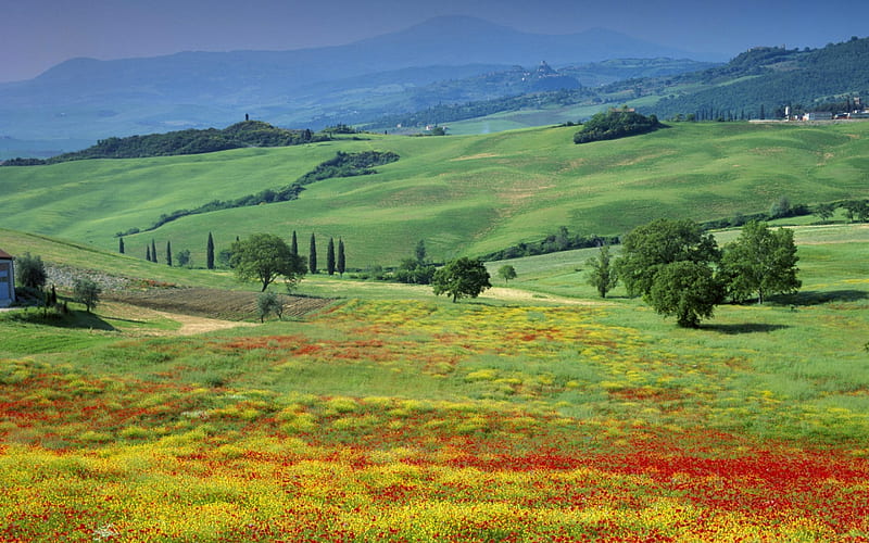 Tuscany - Italy, mountains, poppies, flowers, trees, field, HD ...