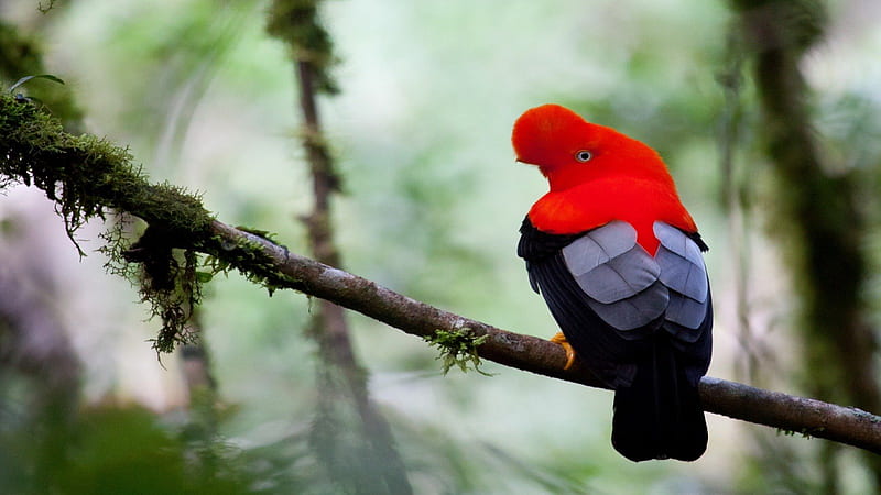 Rupico La Peruviana, forest, colorful, exotic, birds, wildlife, nature, HD wallpaper