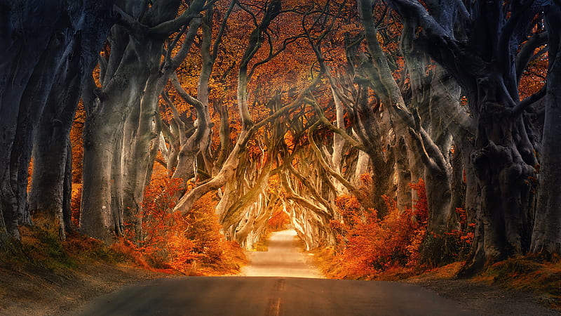 The Dark Hedges Armoy Ireland Road Avenue Forest , road, autumn, nature, forest, HD wallpaper