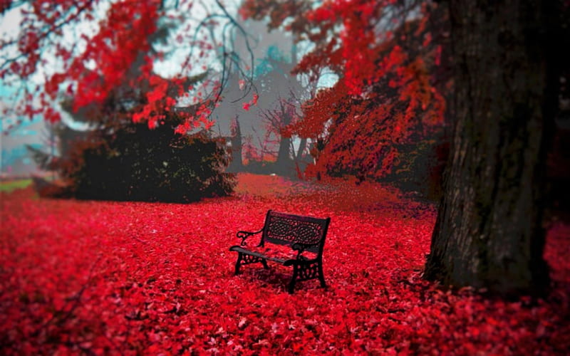 P Free Download Autumn Splendor Red Autumn Tree Leaves Park Bench Nature Hd