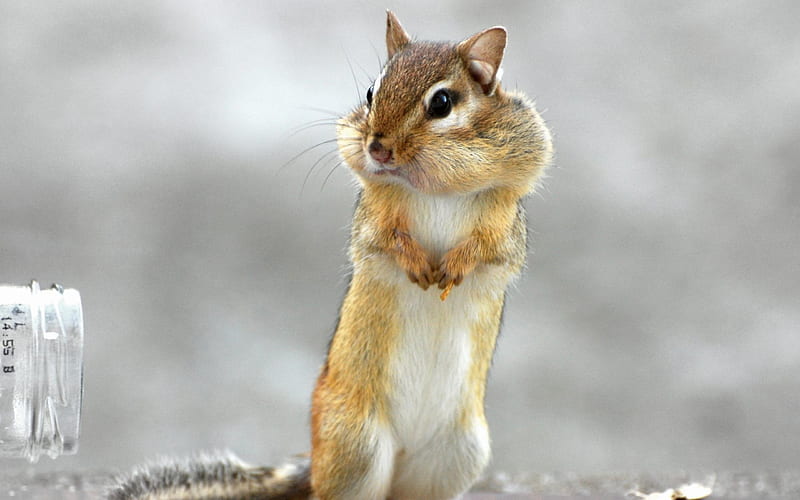 Squirrel Standing-Animal, HD wallpaper