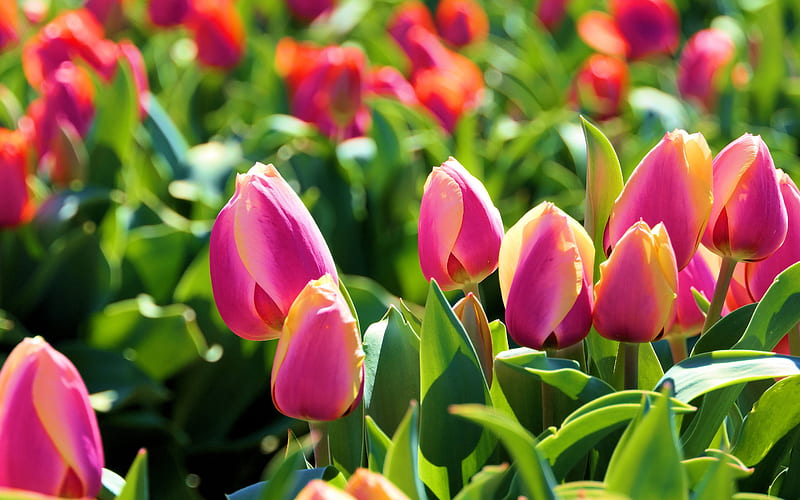 purple tulips, tulip field, spring, purple flowers, macro, tulips, bokeh, spring flowers, HD wallpaper