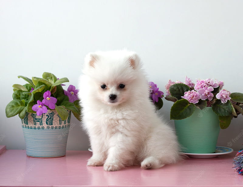 Premium . A small white two months old pomeranian puppy sits on a white background next to violets, Teacup Dogs, HD wallpaper