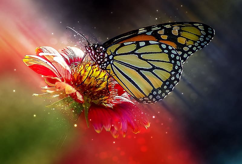 Butterfly on the flower, termeszet, szarnyak, elenk szinek, pillango, virag, szines, nyar, makro, HD wallpaper