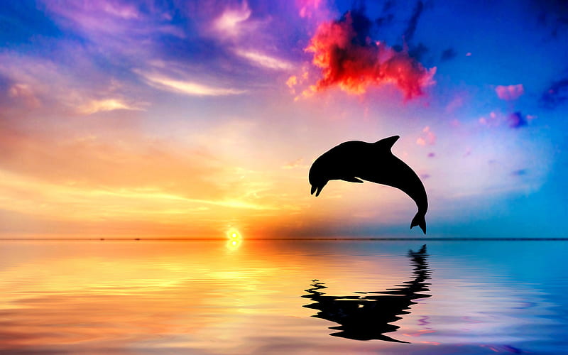 dolphin, sea, wildlife, sunset, Delphinidae, HD wallpaper