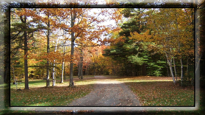 Macomb State park 2012, fall, autumn, campsite, orange, yellow, trees, HD wallpaper