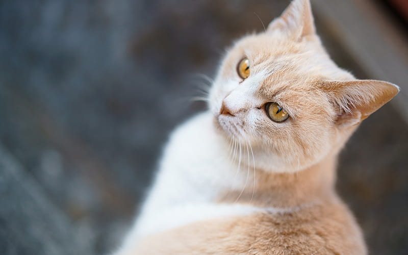 British Shorthair cat, beige cat, pets, portrait, cat breeds, HD wallpaper