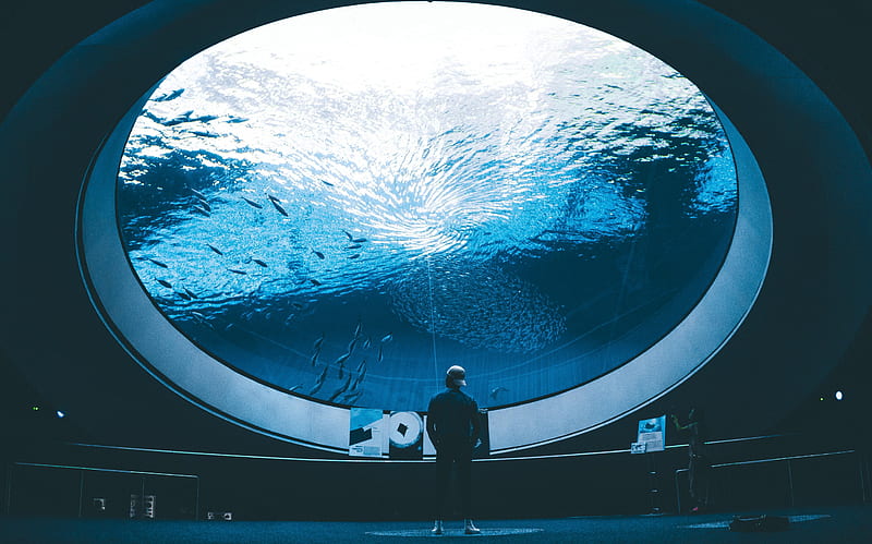 aquarium, man, room, water, fish, HD wallpaper