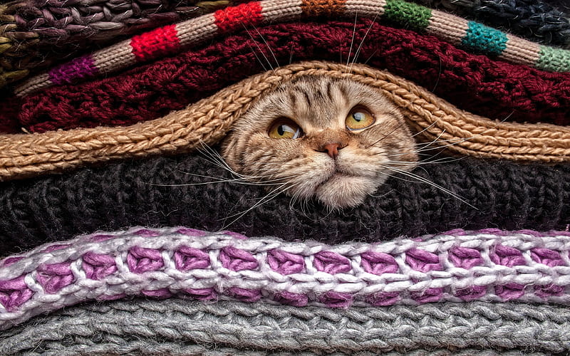 pets, cat, a pile of clothes, relax, HD wallpaper