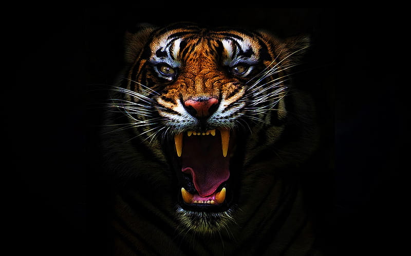 angry tiger, darkness, jaws, predators, fangs, black background, tiger, Panthera tigris, HD wallpaper