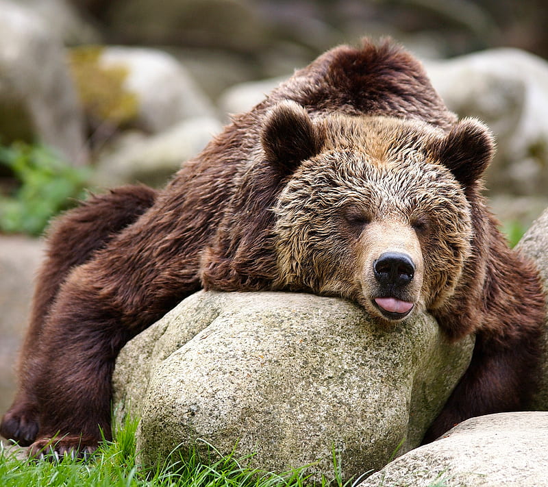 Ursa, animal, bear, grizzly, HD wallpaper