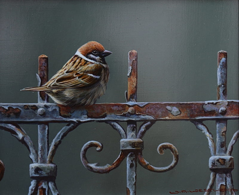 Waiting for Friends, sparrow, paint, wait, bird, HD wallpaper