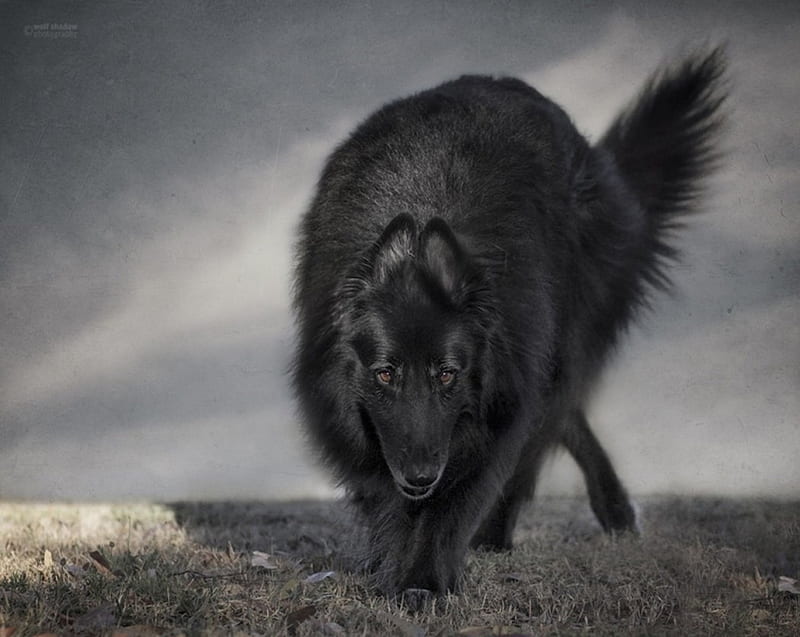 On the prowl, canislupus, black, saying, timber wolf, wolves, white, howling, wisdom, HD wallpaper