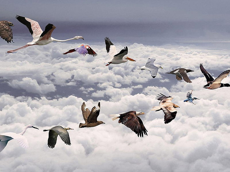 Migrating toward life, fly, bird, sky, clou, migrate, HD wallpaper