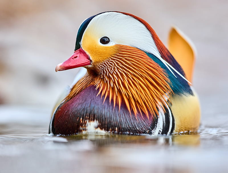 Birds, Mandarin Duck, Bird, Duck, Wildlife, HD wallpaper