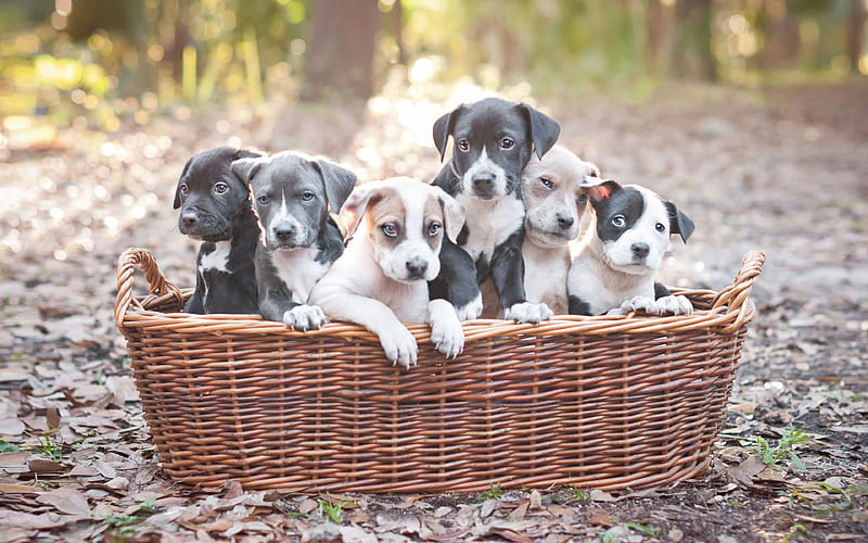 Weimaraner, puppies, small dogs, family, cute little animals, HD wallpaper