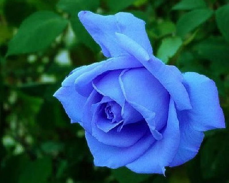 Hermosa rosa azul, flores, naturaleza, rosa, azul, Fondo de pantalla HD |  Peakpx
