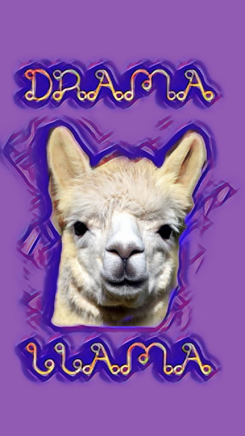 Drama llama, animal, cute, purple, funny, lama, HD phone wallpaper