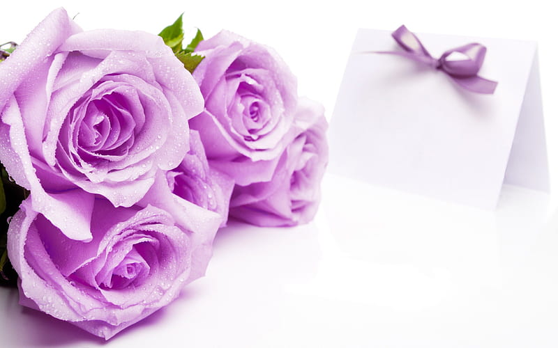 Love Roses, flowers, roses, white, purple, HD wallpaper