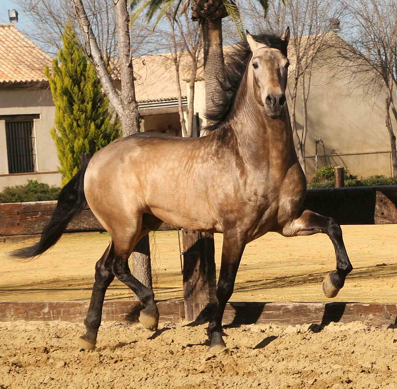 Bay Andalusian 2, bay, andalusian, horses, spanish, HD wallpaper