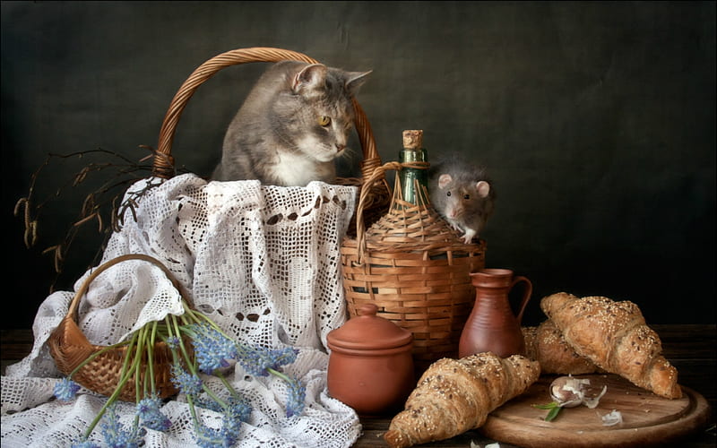 Still Life, bread, cat, basket, HD wallpaper