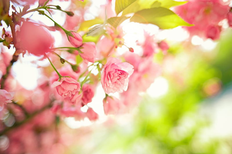 *** Pink flowers on the branches of a tree ***, flowers, brunches, nature, pink, HD wallpaper