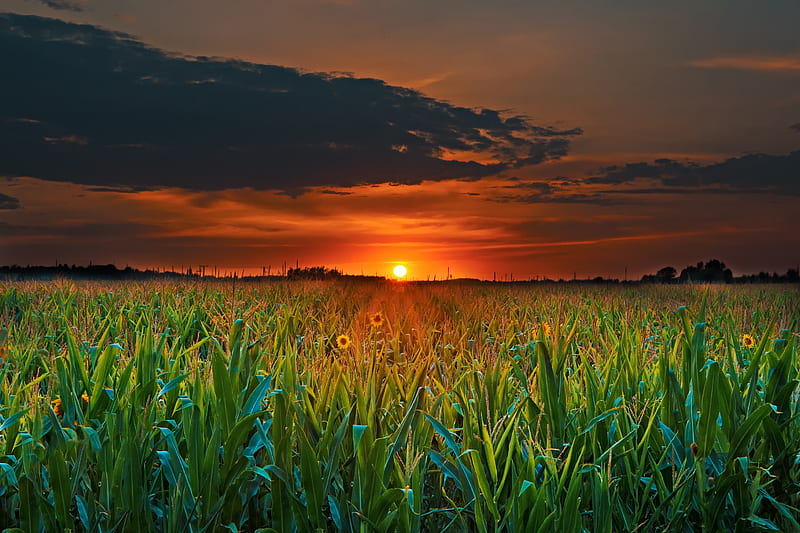 Sunset, corn, orange, green, dusk, bonito, nature, field, HD wallpaper