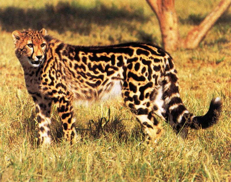 King Cheetah Dedicated to my Cheetah Friend Ramya, king, cheetah, friend, wildlife, beauty, gift, cats, animals, HD wallpaper