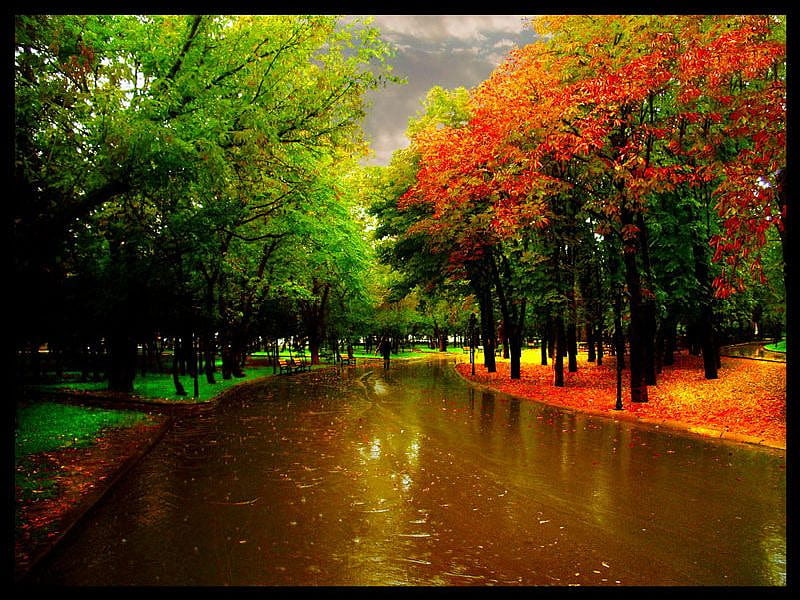 the park in the autumn rain, autumn, park, rain, road, HD wallpaper