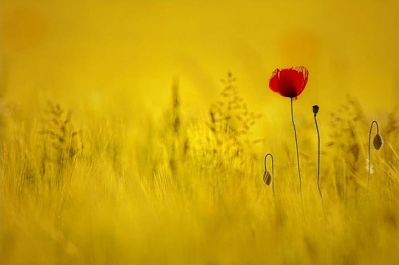 Alone, poppy, flower, nature, bonito, red and yellow, two colors, HD ...