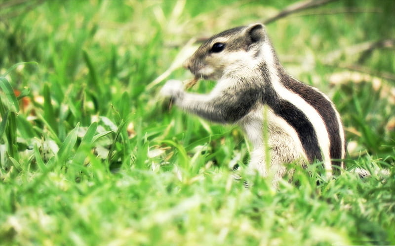 the real chipmunk-Animal graphy, HD wallpaper
