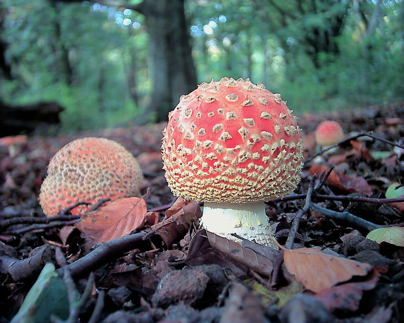 Magic Mushroom?, fungi, leaf litter, park, trees, woodland, HD wallpaper