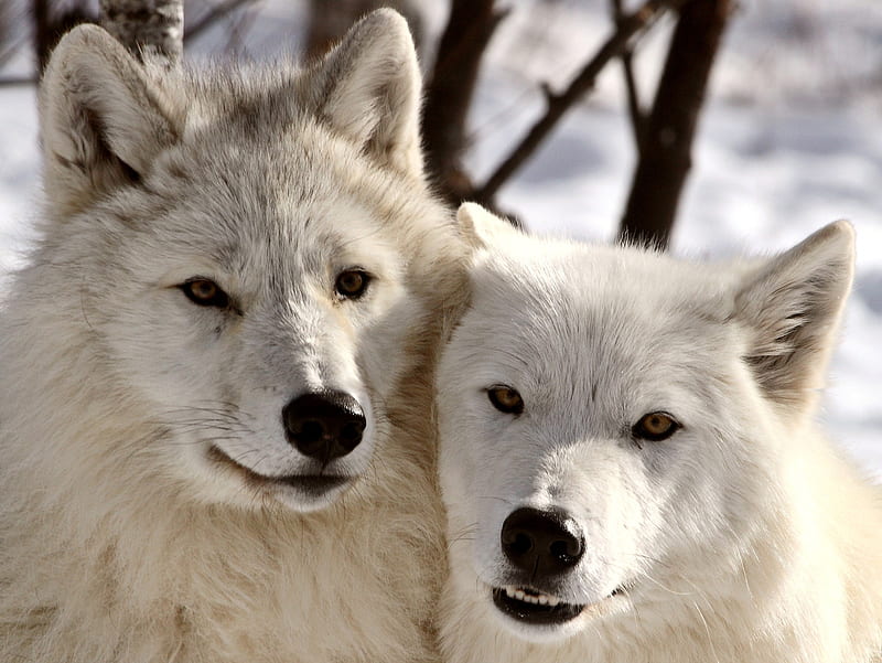 Cute Wolfs, animal, cute, ice, wild, wolfs, HD wallpaper | Peakpx