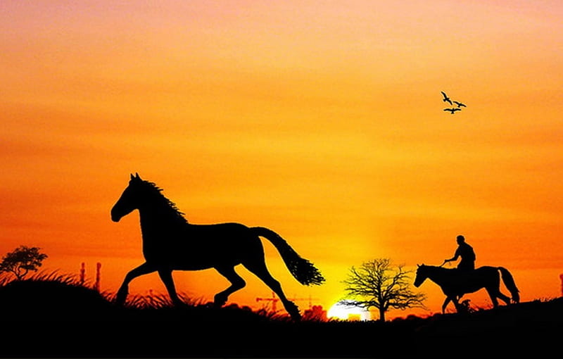 Sunset Gallop, sunset, silhouette, animals, horses, HD wallpaper
