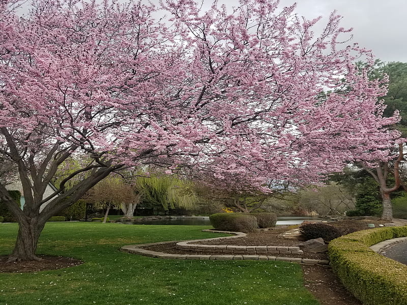 Cherry Blossom, pretty, spring, HD wallpaper | Peakpx