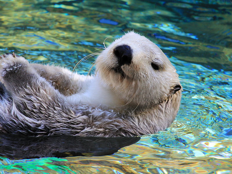 Sea otter, adorable, otters, swimming, HD wallpaper