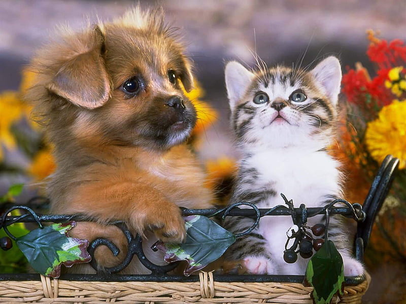 Tiernos amigos, gato, animal, lindo, mascota, felino, amor, flor, gatito,  perrito, Fondo de pantalla HD | Peakpx