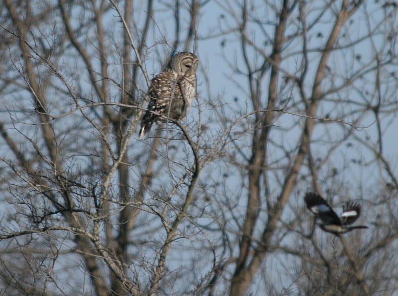 Owl watching, owl, birds, brave, woodpecker, HD wallpaper