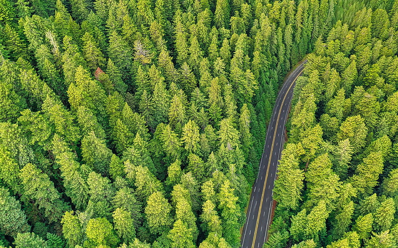 Forest Tree Road Aerial View 2019 Scenery, HD wallpaper