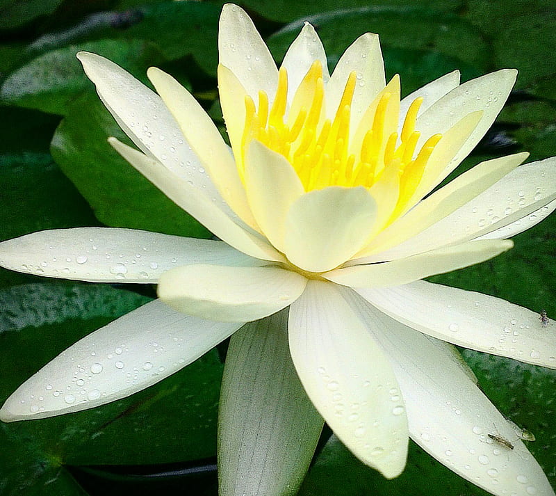 A Water Lily, flower, nature, rainy day, HD wallpaper