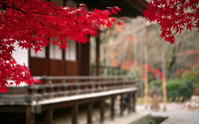 Autumn in Japan, red, autumn, tree, japan, oriental, makro, leaf, HD wallpaper