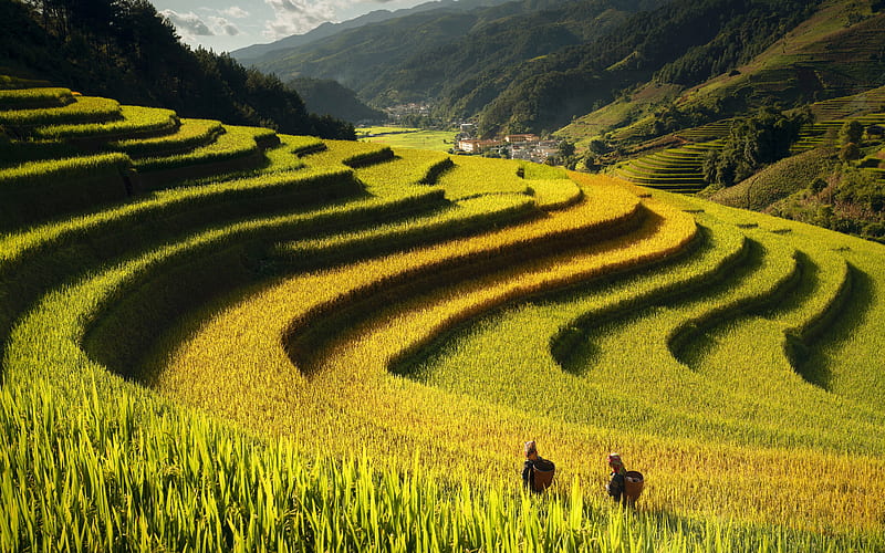 Rice Terraces, green, terrace, rice, field, HD wallpaper